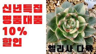 신년특집 명품 대품 10%할인