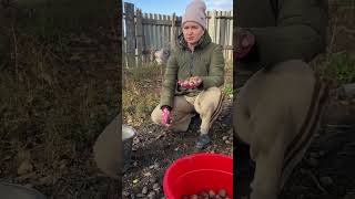 Яка ціна на горіх цілий зараз? #shortvideo #garden