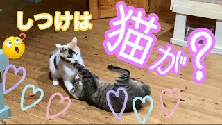 やんちゃな猫1才に【先住猫がしつけたら】お姉さん猫2才半のしつけが上手すぎる😺✅