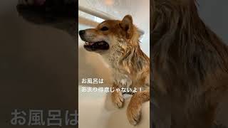 柴犬 お風呂が苦手なんだよ～