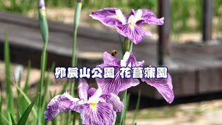 【癒し風景　4K】卯辰山公園 花菖蒲園