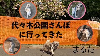 【代々木公園】ドッグランと広大な敷地で迷子になる一人と一匹【まる散歩】