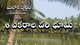 నెల్లూరు ఇందుకూరుపేటలో 6 ఎకరాల వరి భూమి అమ్మకానికి ఉంది !