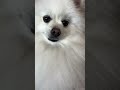 ママ👩🏻とロープ🪢で遊ぶのが大好きなポメラニアン🐶❤️ ポメラニアン pomeranian いぬ dogs かわいい shorts