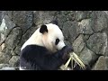 【結浜🎀タケノコ皮むき職人】寝食い 飼育員さんの動きを気にして白目🙄 帰宅 ブリーディングセンター アドベンチャーワールド ジャイアントパンダ