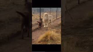【衝撃】ライオンの檻に犬を入れたらそうなるわ( ；´Д｀)