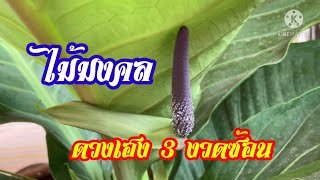 โชคเก้าชั้น|โชคดี3งวด|ไม้มงคล|ไม้ประดับ|MameawAllTheDays