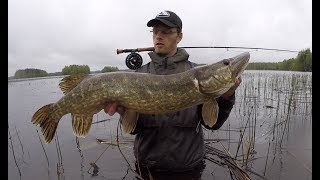 Pike fly fishing on the lake - Pike fishing - Gädda - Snoek - Hecht - Luccio - Brochet