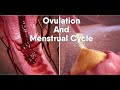 ovulation and menstrual cycle often called period|medical animationDandelionTeam #ovulation #period