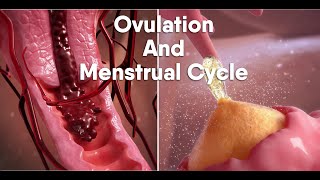 ovulation and menstrual cycle often called period|medical animationDandelionTeam