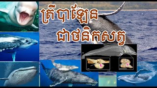 ត្រីបាឡែនជាថនិកសត្វ /ហេតុអ្វីបានជាត្រីបាឡែនជាថនិកសត្វ?