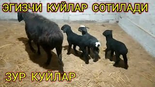 ЭГИЗЧИ  КУЙЛАР  СОТИЛАДИ ,335250979