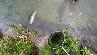 Awesome day on the river fishing. Catch and cook trout.