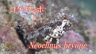 コケギンポ　Neoclinus bryope　Moss fringehead