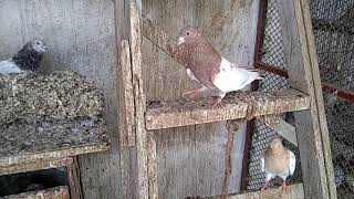 PAKISTANI LAAL SIRAY PIGEONS (MY YOUNG LION MALE)03352744223 CLICK ON SUBSCRIBE BUTTON