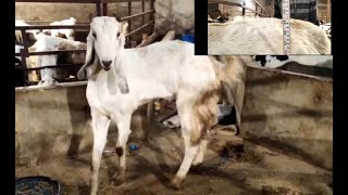 Big female Kota 40 inch hight Kota breed Bakri pahadhi jangal goat