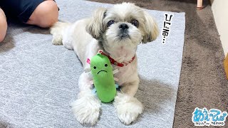 おっさんとビニールで遊んであげるやさしいシーズー犬