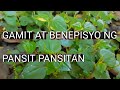 Benepisyo ng Pansit Pansitan  | Pansit Pansitan ay gamot sa Gout, Uric acid at Arthritis