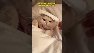 【#薄荷猫猫甜不甜】谁能想到?其实老板是我家猫的粉丝!#薄荷猫猫 #治愈系猫咪 #仙女猫