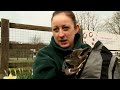 baby wallaby hand reared in rucksack