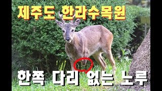 제주도 한라수목원에서 발견한 한 쪽 다리가 없는 노루...