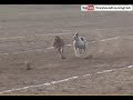 Download dog race in Pakistan 2018 | Best moments | best dogs race To Mp4 3Gp Full HD Video 1