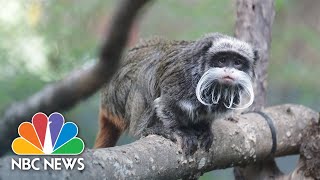 Suspect in disappearance of Dallas Zoo monkeys arrested