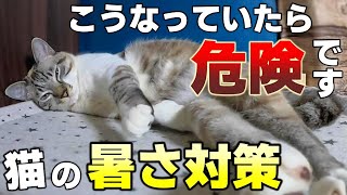 夏バテに要注意！猫が暑がっているときのサインと熱中症対策