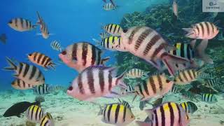 The amazing underwater world of the Red Sea - relaxing music - 3 hours Relaxing Music Healing Stress