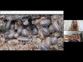 isopods talk with mrs. daniel u0026 mrs. collett