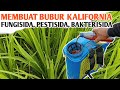 Membuat Bubur Kalifornia untuk Mengendalikan Hama dan Penyakit Tanaman