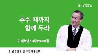 추수 때까지 함께 두라(황명환 목사)마13:29-30