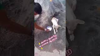 🙏அன்பு ஒன்றே இந்த உலகை ஆளும்..!!🙏#doglove #doglover #iniya #pets