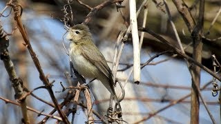 Warbling Vireo