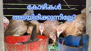 നിങ്ങളുടെ കോഴികൾ അടയിരിക്കാറില്ലേ...!/Naadan kozhi valarthal...