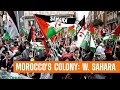 Africa’s Last Colony: Morocco's Ongoing Occupation of Western Sahara