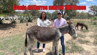 Granja de Burros (Asnos) | Leche de burra y sus derivados | Reciben animalitos que fueron explotados