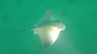 Encounter with a Common eagle ray