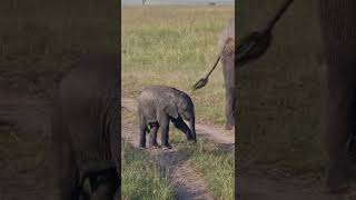 #Wildlife Sightings Today 19/03/22 (Lions, Leopard, etc) | Lalashe Maasai Mara | #Wildlife