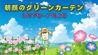 朝顔のグリーンカーテン・・・6月下旬～7月上旬の様子