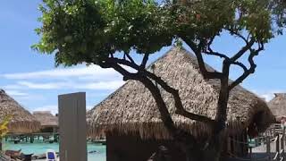 Papetiai French Polynesia【Hilton Moorea Lagoon Resort and Spa】大溪地 莫芮島【希尔顿酒店】