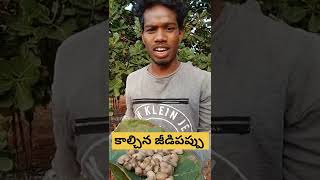 కాల్చిన జీడిపప్పు. #Svktribelvillagevloges short video's #viral #wildfood