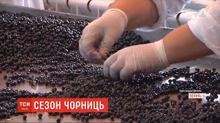 Чорне золото: скільки в Україні коштує цьогорічна чорниця