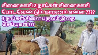 ஒரே சினை பருவத்தில் 2 நாட்கள் சினை ஊசி போட வேண்டும் காரணம் என்ன ???? | சினை ஊசி | kalnadai tholan