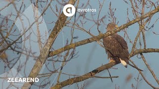 Wild in Nederland: zeearend