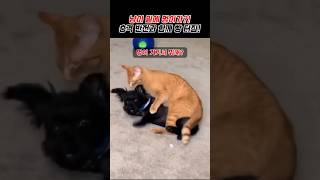 냥이 밑에 멍이가?! 충격 반전과 함께 빵 터짐! 😂🐱🐶 #cat #dog #유머 #고양이 #강아지 #냥이와멍이 #귀여운동물 #반전영상 #웃긴동물 #동물쇼츠 #동물케미