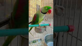 Parrot Talking🦜#miya mithu