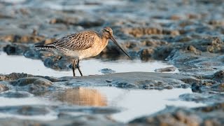 Wetland Loss in the Yellow Sea