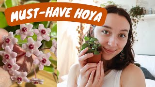 7 must-have hoya varieties to add to your home | my entire hoya collection!