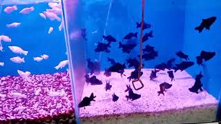 সিলেটে সস্তায় মাছ ও একুরিয়াম কোথায় পাবেন! aquarium fish price Sylhet Bangladesh